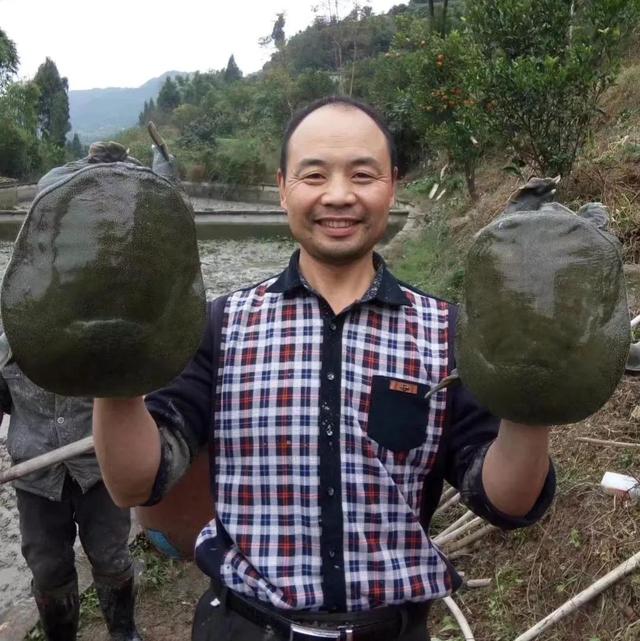 回农村养鳖年收入百万（未来养殖业什么最赚钱农村）-千一副业