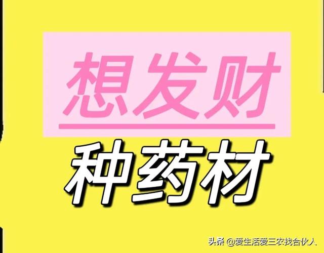 农村种植什么利润高（种什么药材最赚钱农村2022年）-千一副业